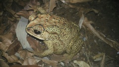 Duttaphrynus melanostictus