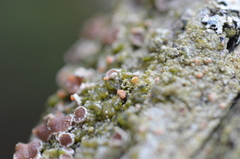 Lichenoconium erodens