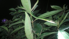 Ahaetulla mycterizans