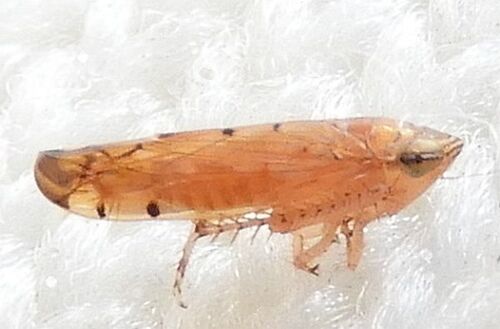 Osbornellus ritanus