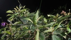 Ahaetulla mycterizans