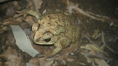 Duttaphrynus melanostictus