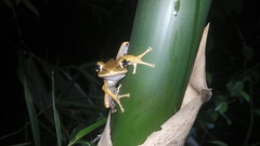 Polypedates leucomystax