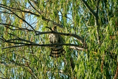 Accipiter cooperii