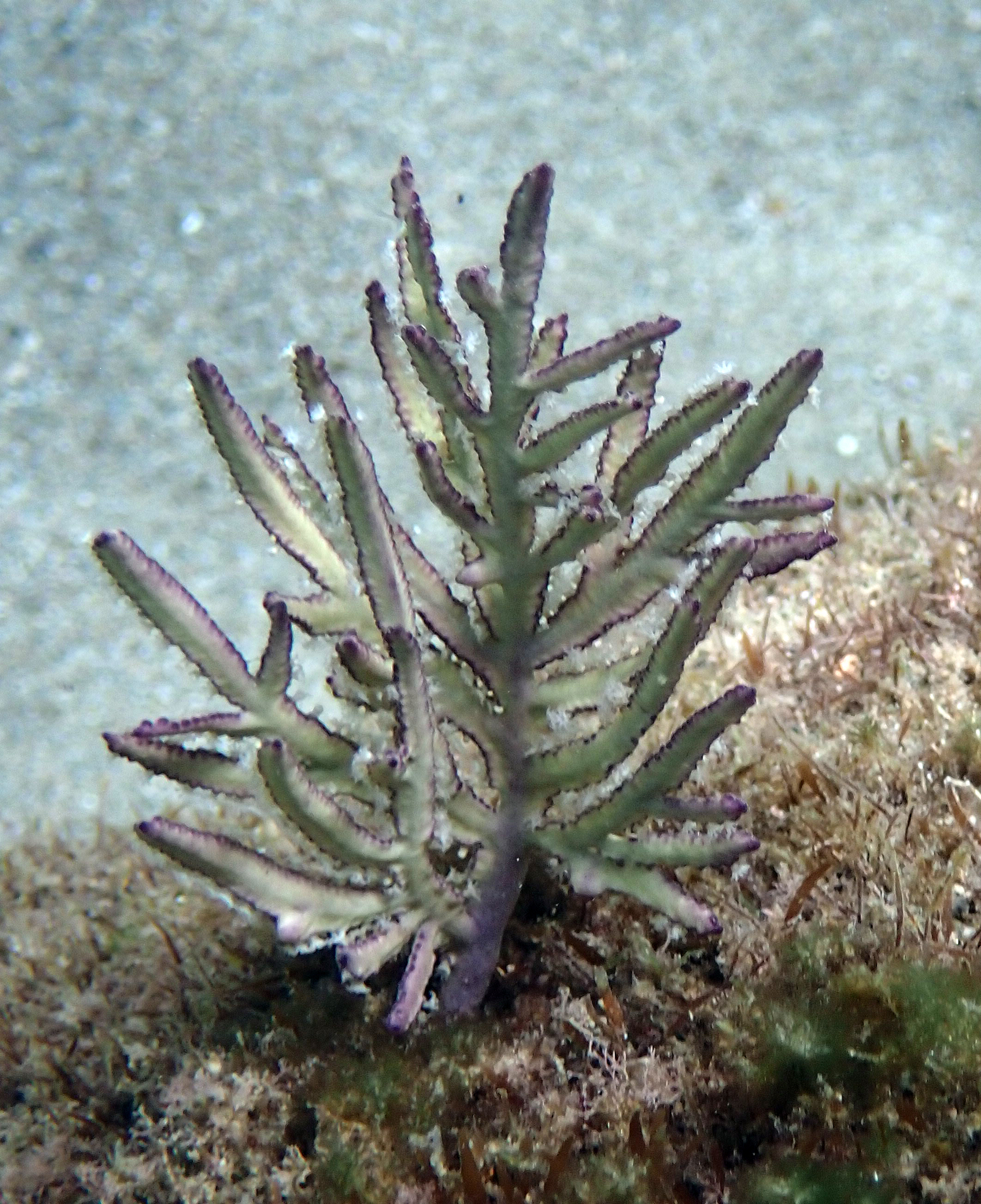 Pterogorgia anceps (Pallas, 1766)