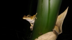 Polypedates leucomystax