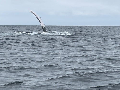 Megaptera novaeangliae