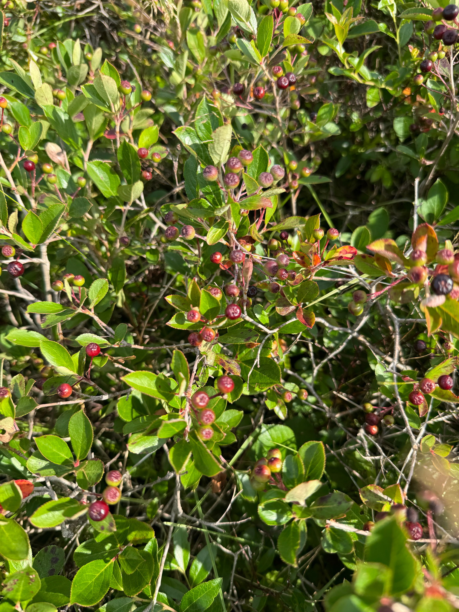 Purple Chokeberry (Aronia ×)