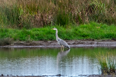 Ardea cinerea