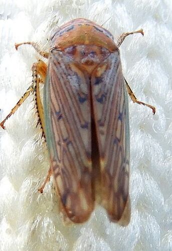 Marganana suilla