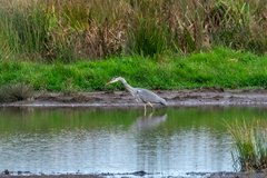 Ardea cinerea