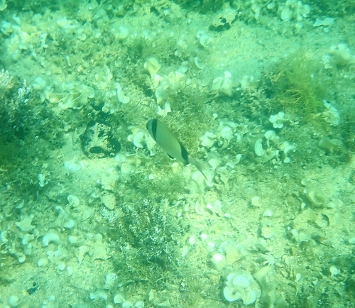 Diplodus vulgaris