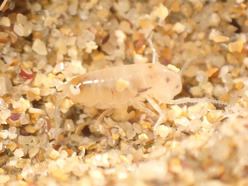 Pseudorchestoidea