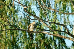 Accipiter cooperii