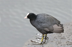 Fulica atra
