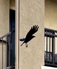 Corvus brachyrhynchos