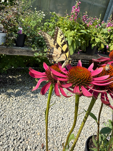 Eastern Tiger Swallowtail
