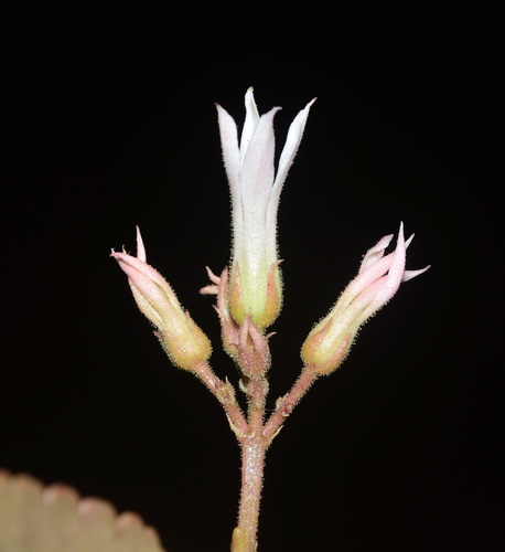 Kalanchoe olivacea Dalzell