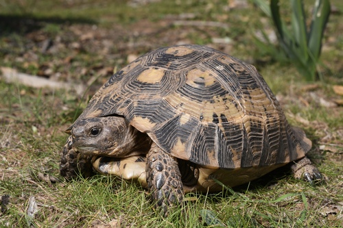 Morocco Tortoise