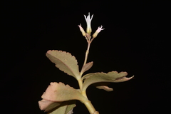 Kalanchoe olivacea