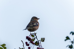 Fringilla coelebs