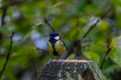 Parus major