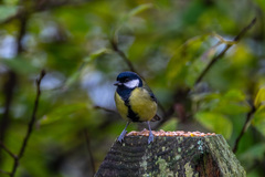 Parus major