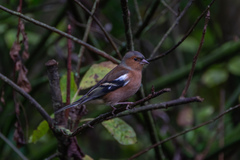 Fringilla coelebs