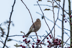 Fringilla coelebs