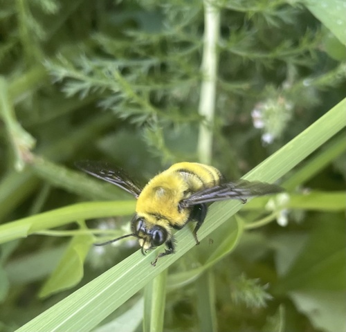 Morrison's Bumble Bee (Bombus morrisoni), a species recorded in Nevada