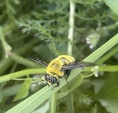 Morrison's Bumble Bee