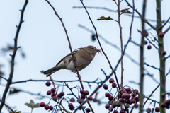 Fringilla coelebs