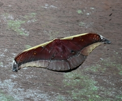Antheraea assamensis
