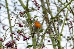 Erithacus rubecula