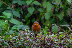 Erithacus rubecula