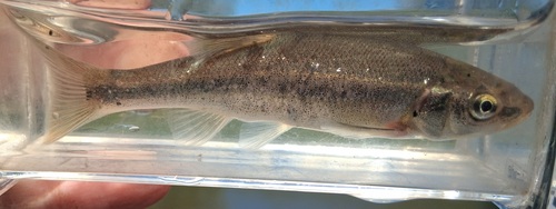 Roundtail Chub
