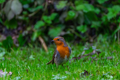 Erithacus rubecula