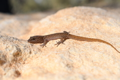 Banded Lizard-Fingered Gecko photo 3