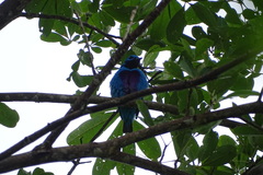 Cotinga ridgwayi