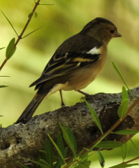 Fringilla coelebs