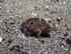 Nudiantennarius subteres