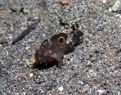 Nudiantennarius subteres