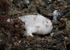 Antennarius striatus