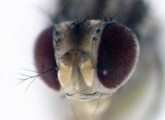 Scaptomyza elmoi