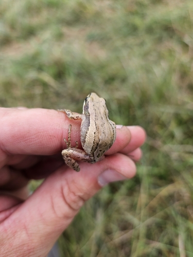 Boreal Chorus Frog photographed in Kansas