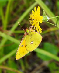 Colias croceus