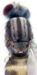 Scaptomyza elmoi