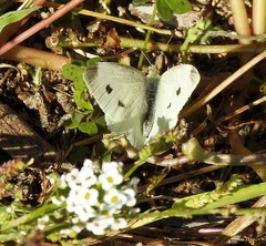 Pieris rapae