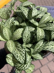 Fittonia