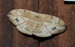 Sphingognatha asclepiades